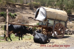 humanite-madagascar-2016-visages-paysages-zebus-repos